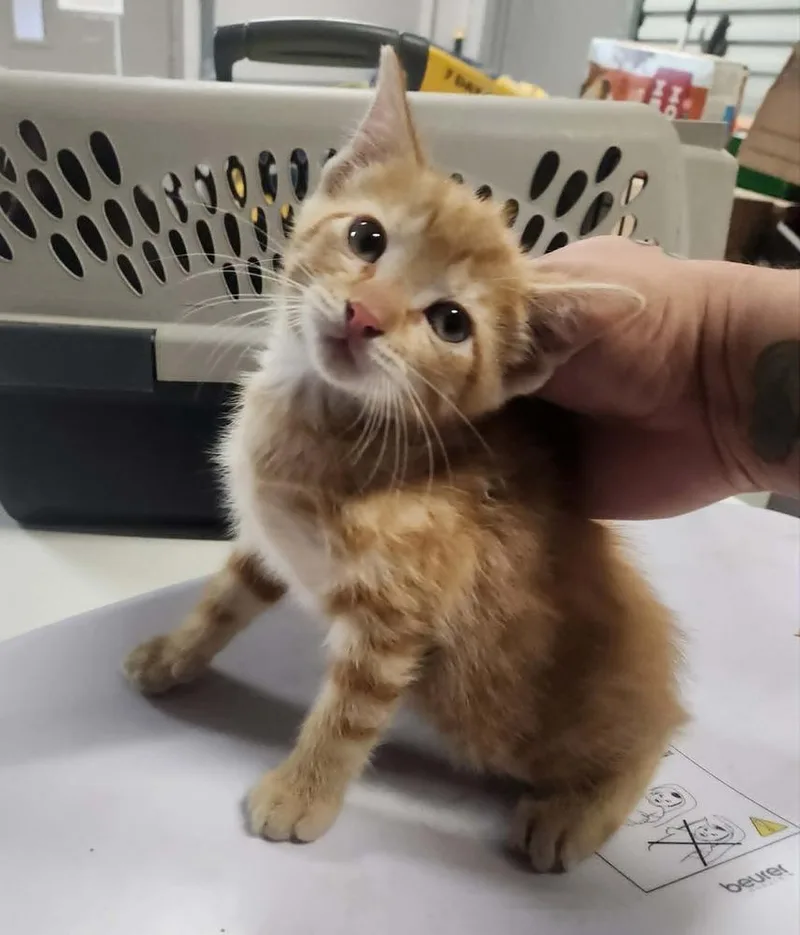 A young small-sized male Domestic Short Hair cat named Monroe for adoption in Lexington, TN
