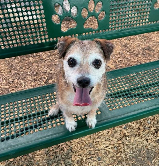 A senior small-sized male Norfolk Terrier dog named Willy for adoption in Albuquerque, NM