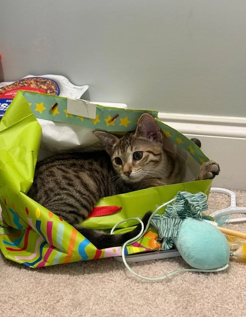 A baby medium-sized female Domestic Short Hair cat named Melody for adoption in Evans, GA