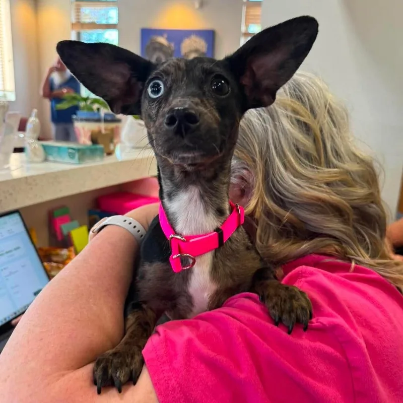 A young small-sized female Black Dachshund dog named Babs for adoption in Wichita, KS