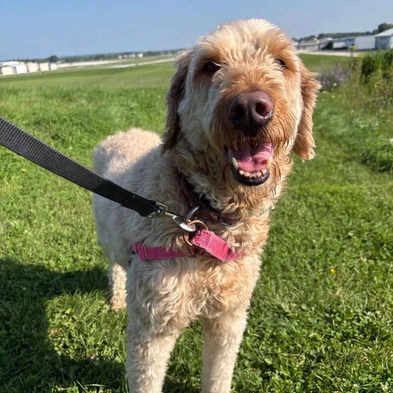 Zoey thumbnail 3
