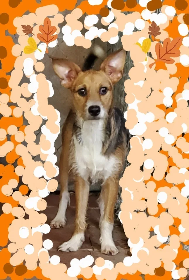 Fifi Foofoo Pierre!!