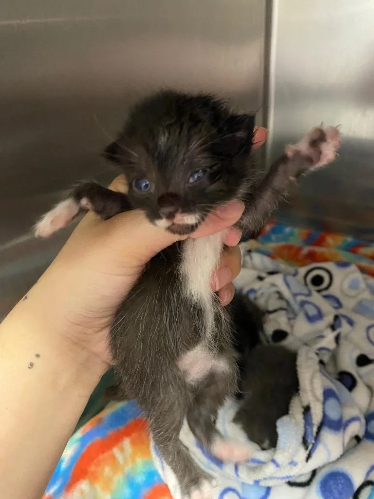 A baby large-sized male Domestic Short Hair cat named Mustachio for adoption in Lockhart, TX