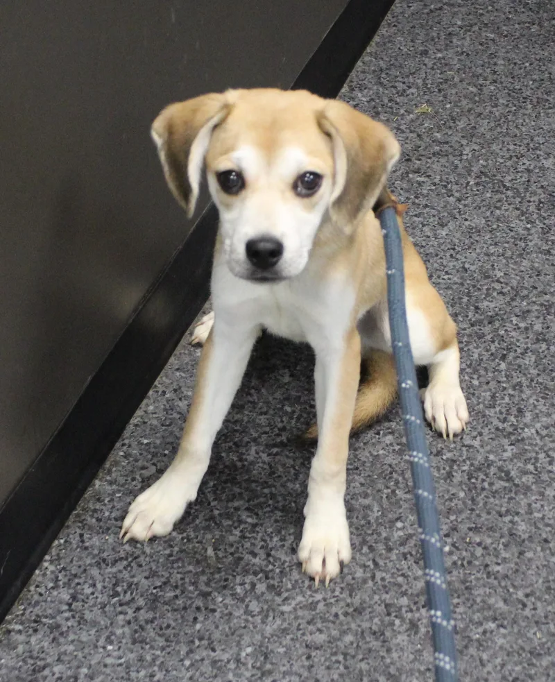 A young small-sized male Yellow / Tan / Blond / Fawn Beagle dog named Rick for adoption in Heath, OH