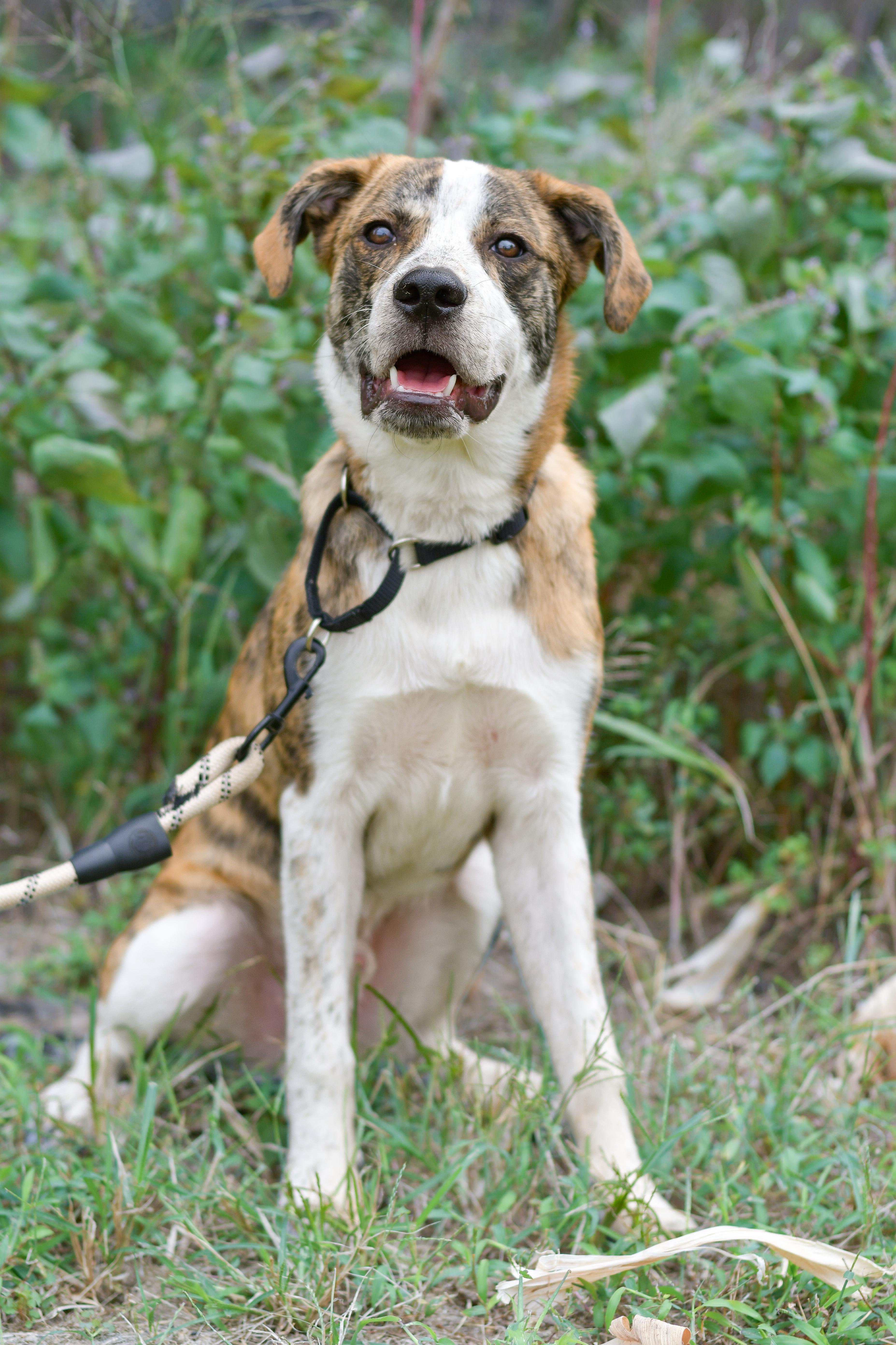 A baby medium-sized male Brindle Great Pyrenees dog named Cliff for adoption in Richmond, VA