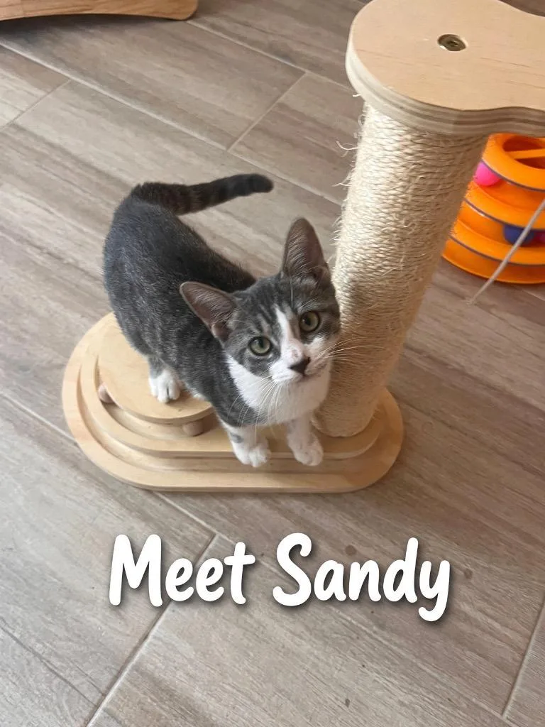 Sandy thumbnail 3