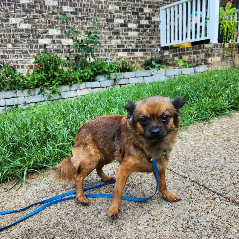 An adult small-sized female Brown / Chocolate Chihuahua dog named Harriet for adoption in Rossville, GA