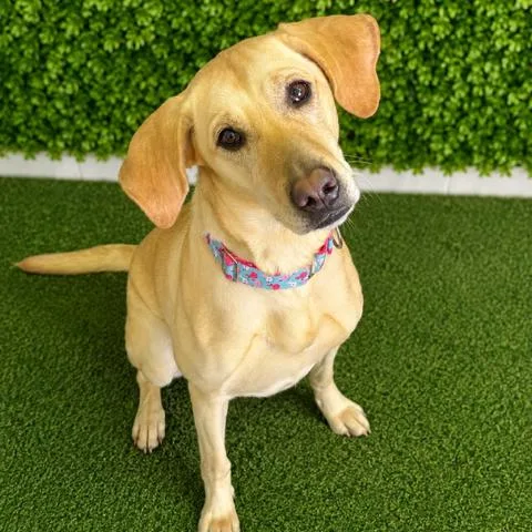 An adult medium-sized female Yellow / Tan / Blond / Fawn Labrador Retriever dog named Brook for adoption in Hopkinton, MA