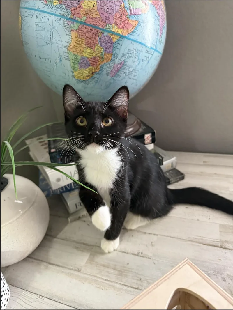 A baby small-sized female Black & White / Tuxedo Domestic Short Hair cat named Wunder for adoption in Davis, CA