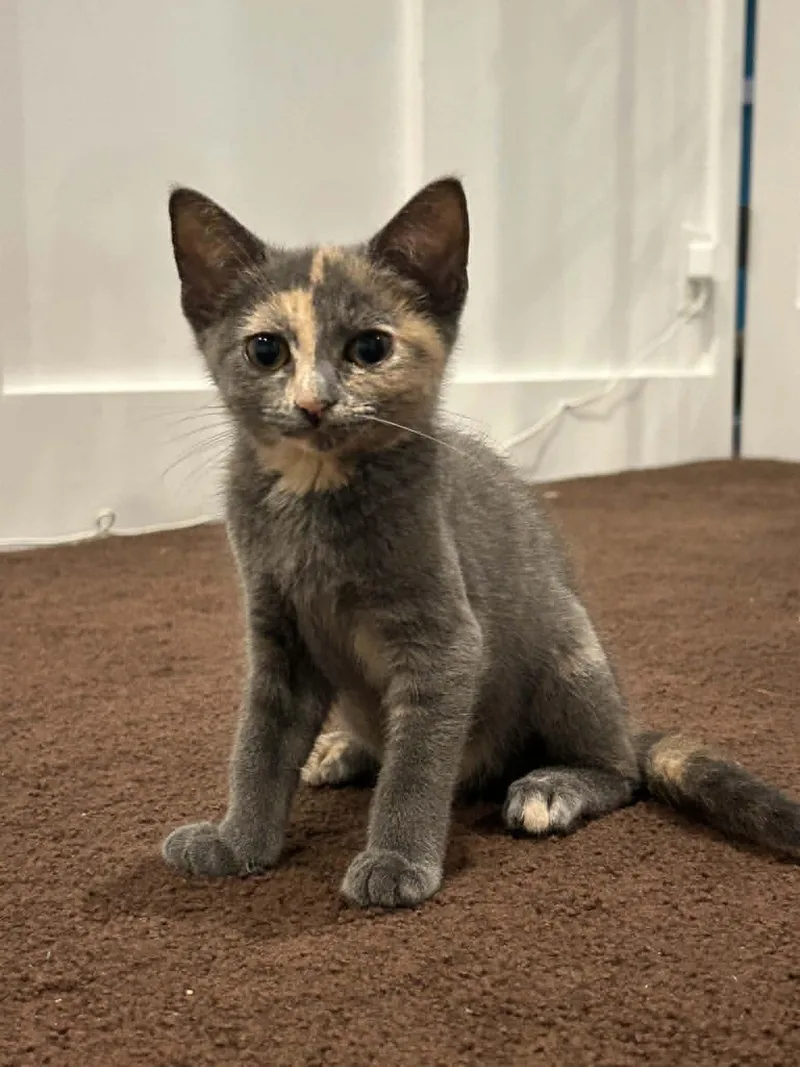 A baby small-sized female Dilute Calico Domestic Short Hair cat named Tiny for adoption in Wading River, NY