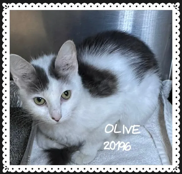 A young medium-sized female Tabby (Gray / Blue / Silver) Domestic Medium Hair cat named Olive for adoption in Marietta, GA
