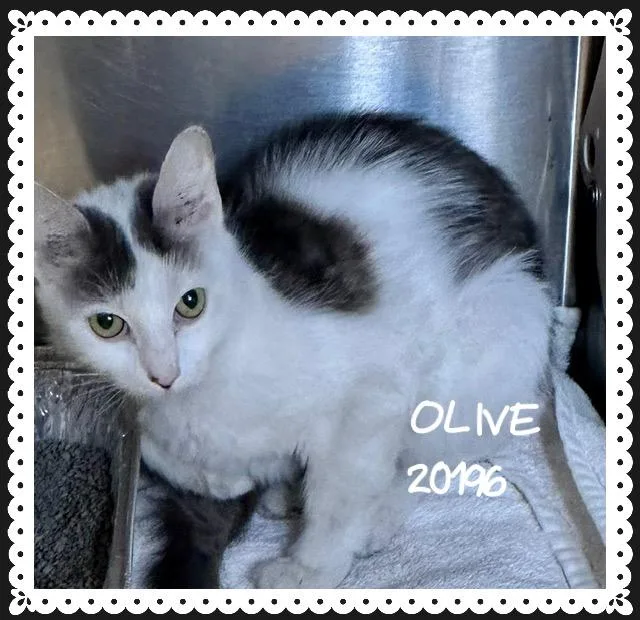 Olive thumbnail 3