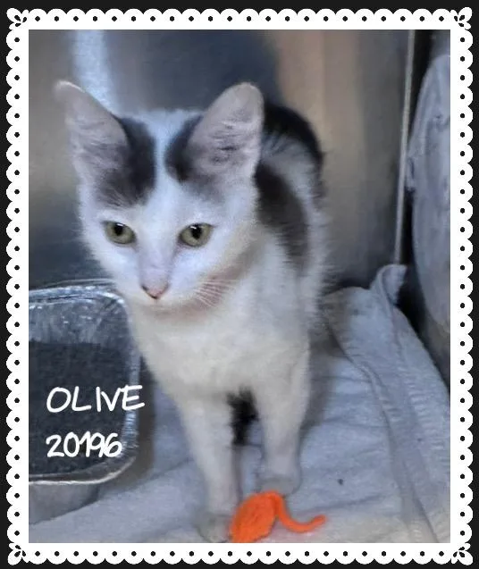 Olive thumbnail 4