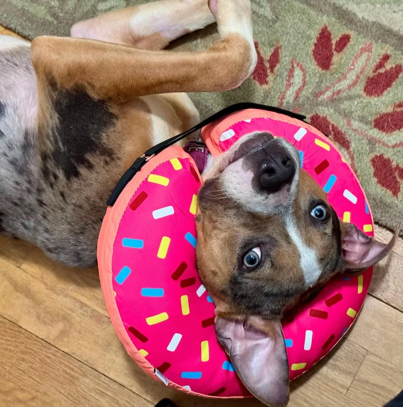 A young medium-sized female Pit Bull Terrier dog named Valley for adoption in Rockville, MD