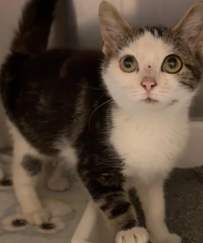 A baby small-sized female Domestic Short Hair cat named Connie for adoption in Elizabethton, TN
