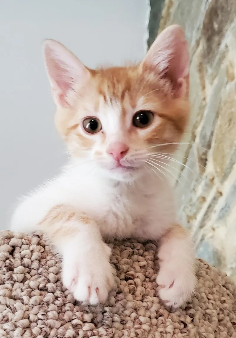 A baby medium-sized male Tabby (Orange / Red) Domestic Short Hair cat named Rowan & Butternut for adoption in Beltsville, MD