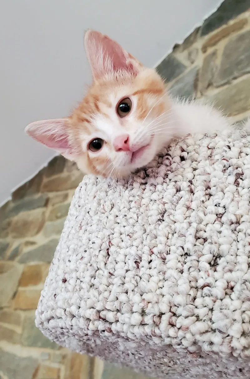 Rowan & Butternut thumbnail 2