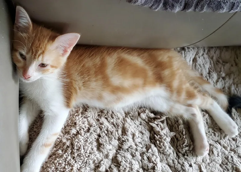 Rowan & Butternut thumbnail 3
