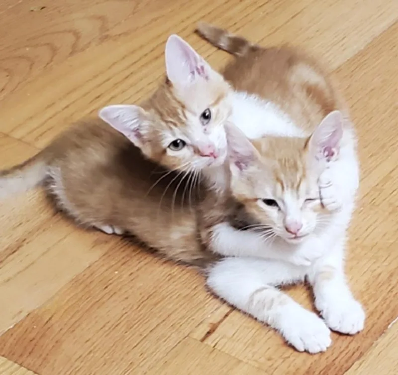 Rowan & Butternut thumbnail 6