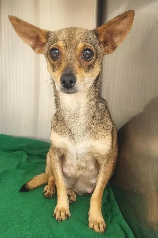 A young small-sized female Chihuahua dog named Foxy for adoption in Windsor, CO