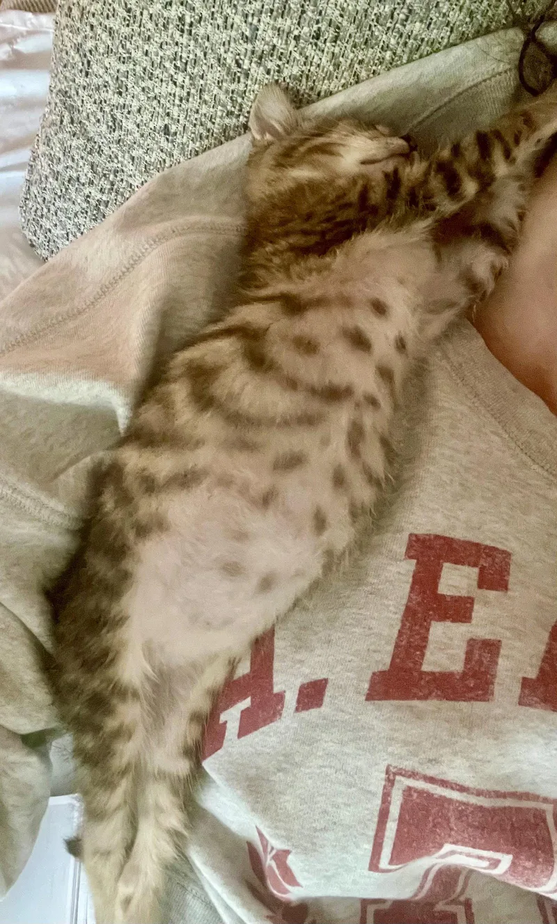 A baby medium-sized male Domestic Short Hair cat named Daisy for adoption in Reston, VA