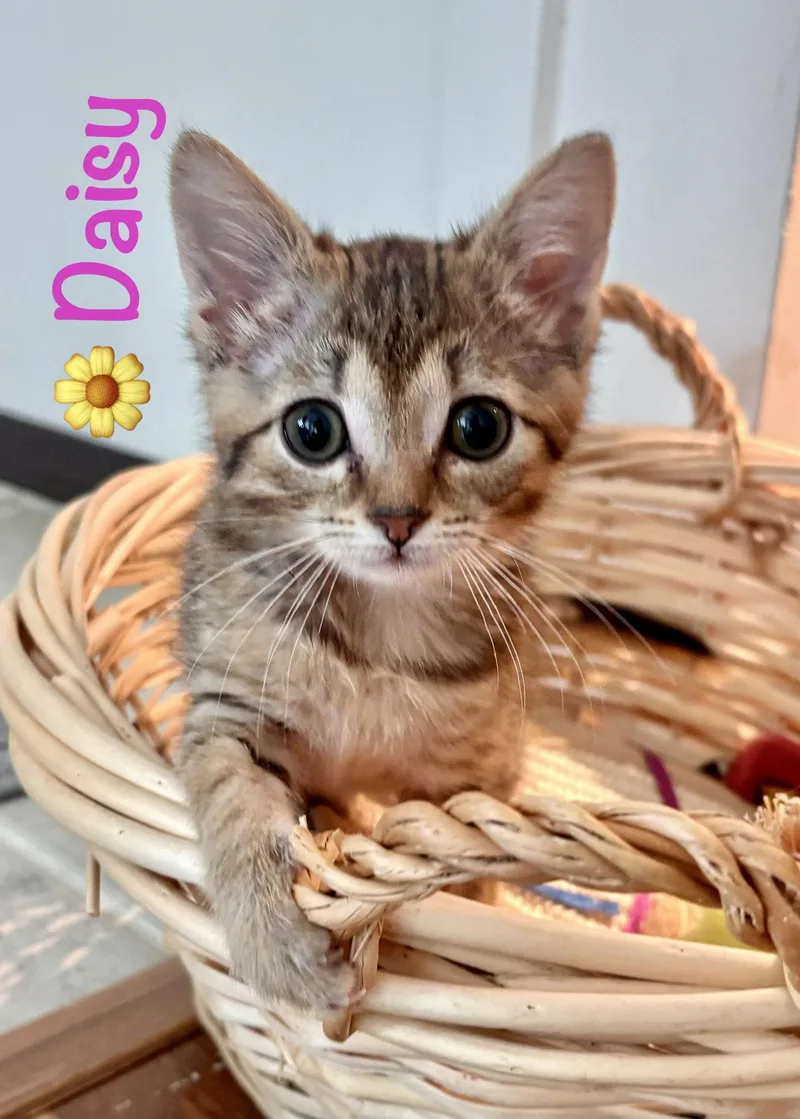Daisy thumbnail 3