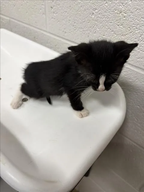 A baby small-sized female Domestic Short Hair cat named Quiche for adoption in Derwood, MD