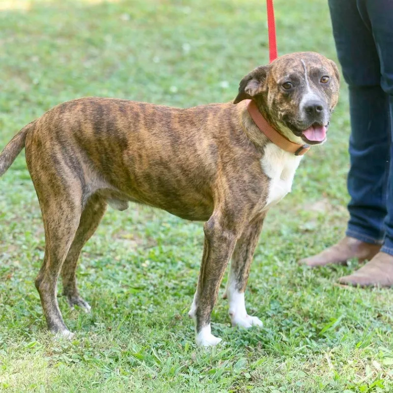 An adult medium-sized male Brindle American Staffordshire Terrier dog named Tigger for adoption in Long Island City, NY