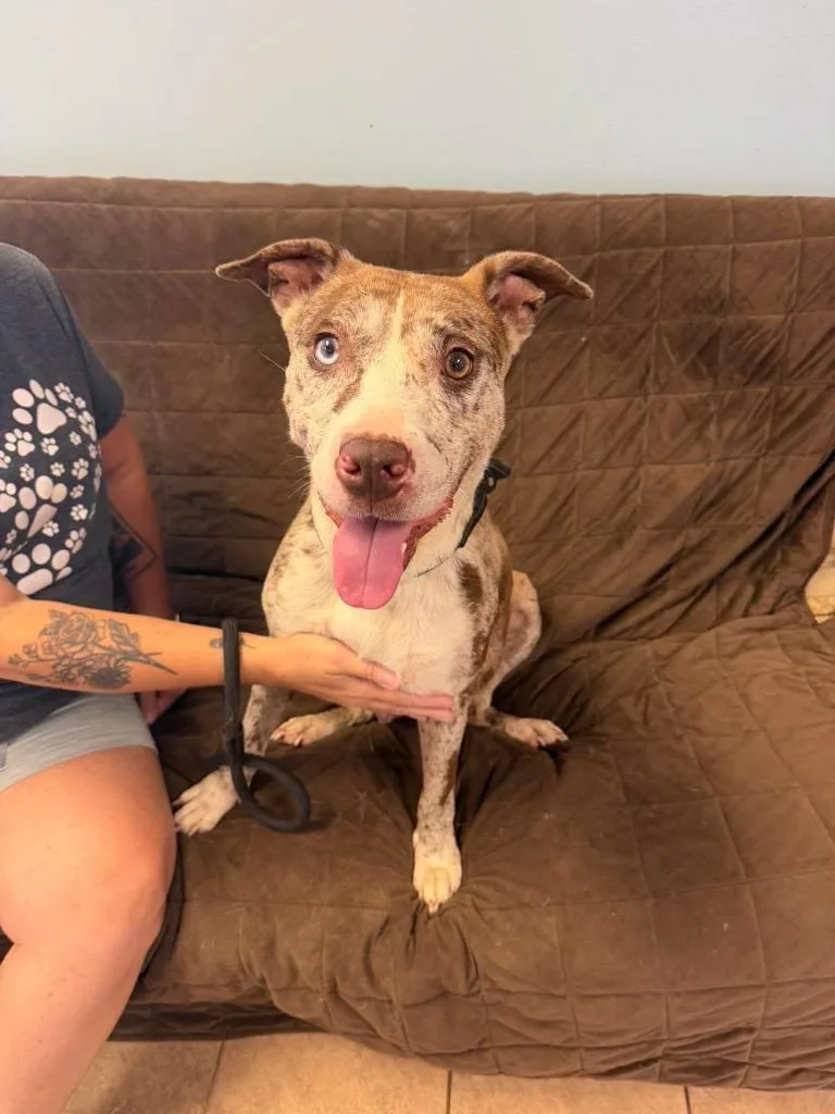 An adult large-sized female Pit Bull Terrier dog named Luna for adoption in Marion, OH