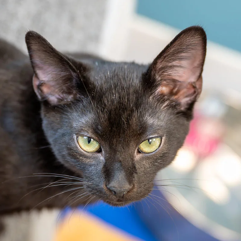 A young medium-sized male Black Domestic Short Hair cat named Pretzel for adoption in Reston, VA