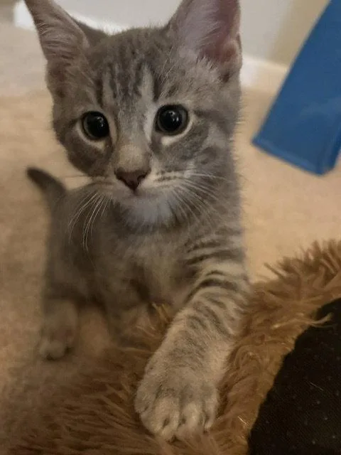 A baby medium-sized female Domestic Short Hair cat named Lavender for adoption in Nashville, TN