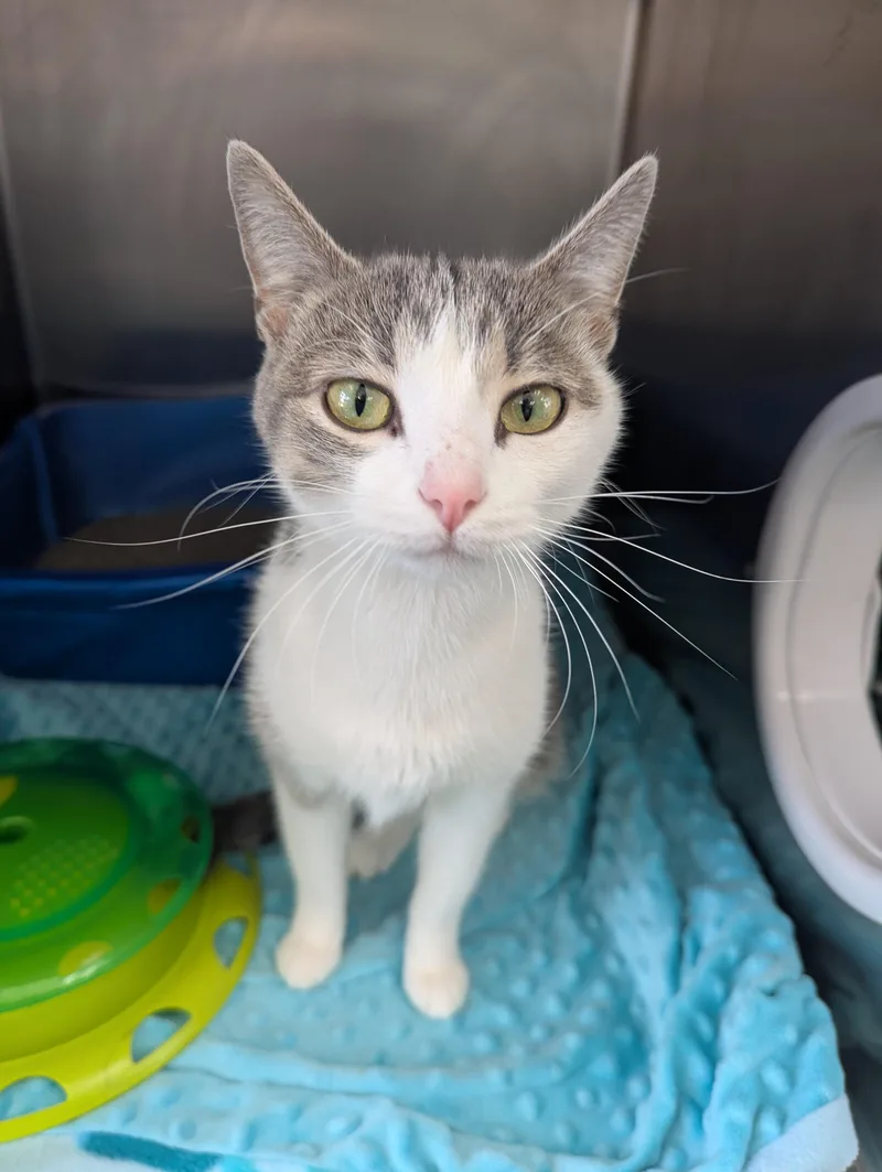 An adult medium-sized female Domestic Short Hair cat named Lainey for adoption in Oconto, WI