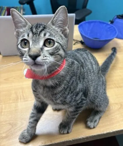 A young medium-sized male Tabby (Brown / Chocolate) Domestic Short Hair cat named Metalmark for adoption in Plano, TX