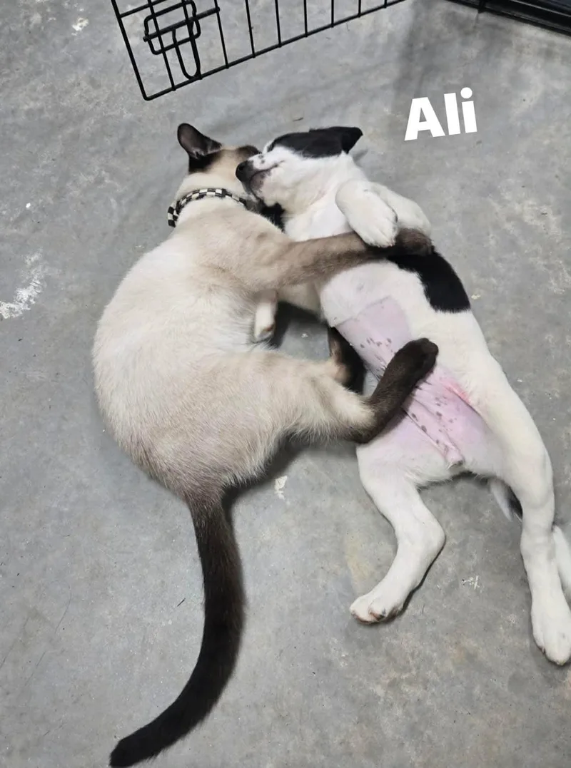 Ali thumbnail 3