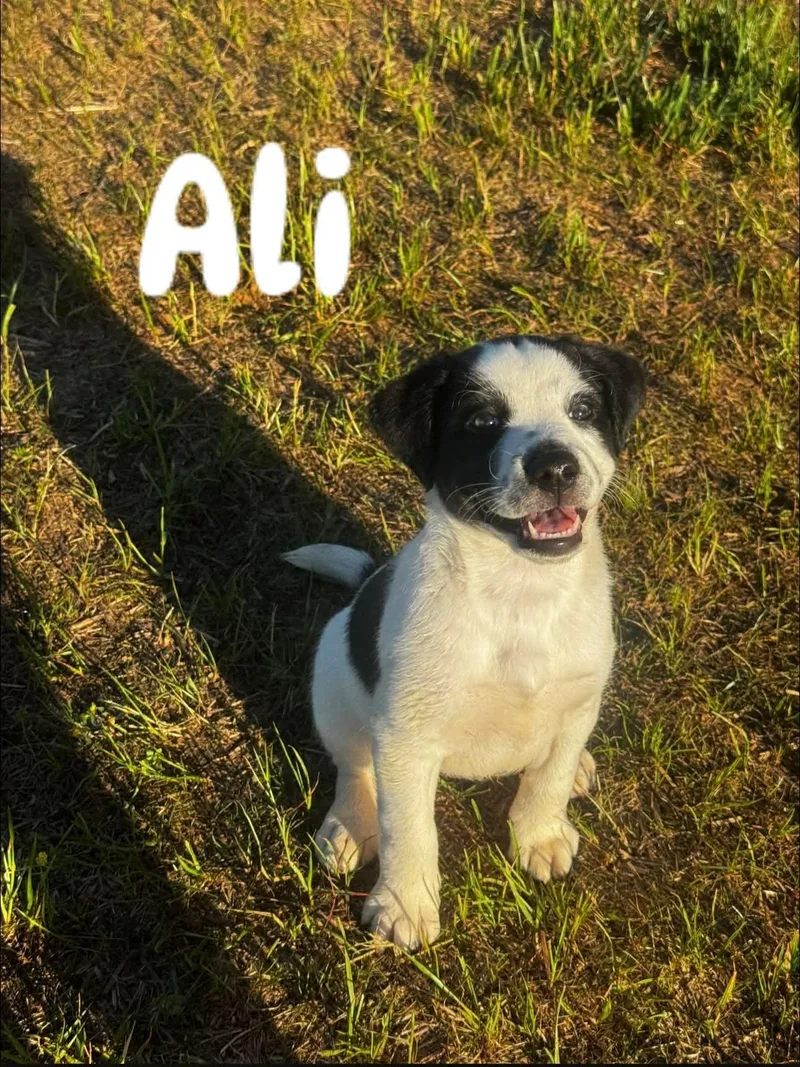 Ali thumbnail 4