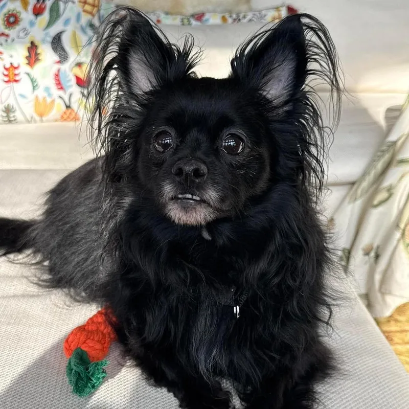 An adult small-sized female Black Mixed Breed dog named Sweetpea for adoption in Fredericksburg, VA
