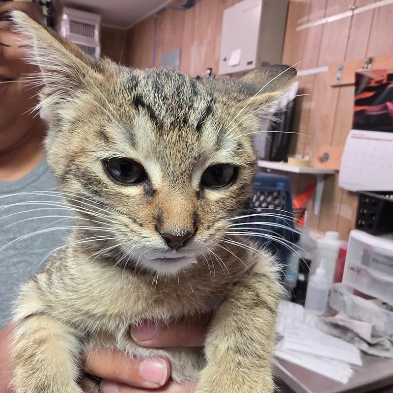 A baby small-sized female Gray / Blue / Silver Domestic Short Hair cat named Thumper for adoption in Leander, TX