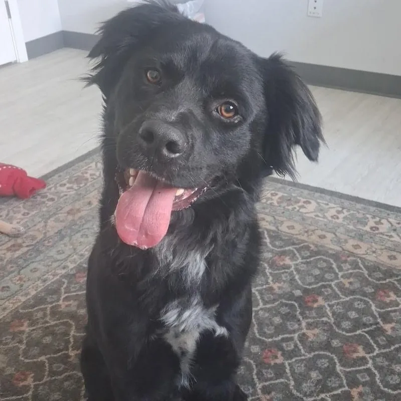 A young medium-sized male Flat-Coated Retriever dog named Oreo for adoption in Danbury, CT