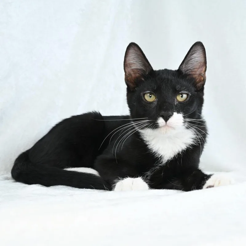 A baby medium-sized male Black Domestic Short Hair cat named Emil for adoption in Mobile, AL