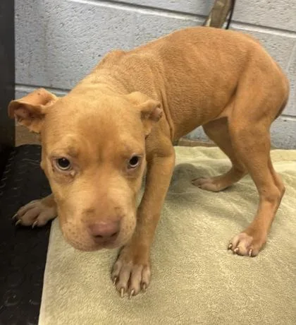 A baby small-sized female Mixed Breed dog named Zamora for adoption in Chamblee, GA