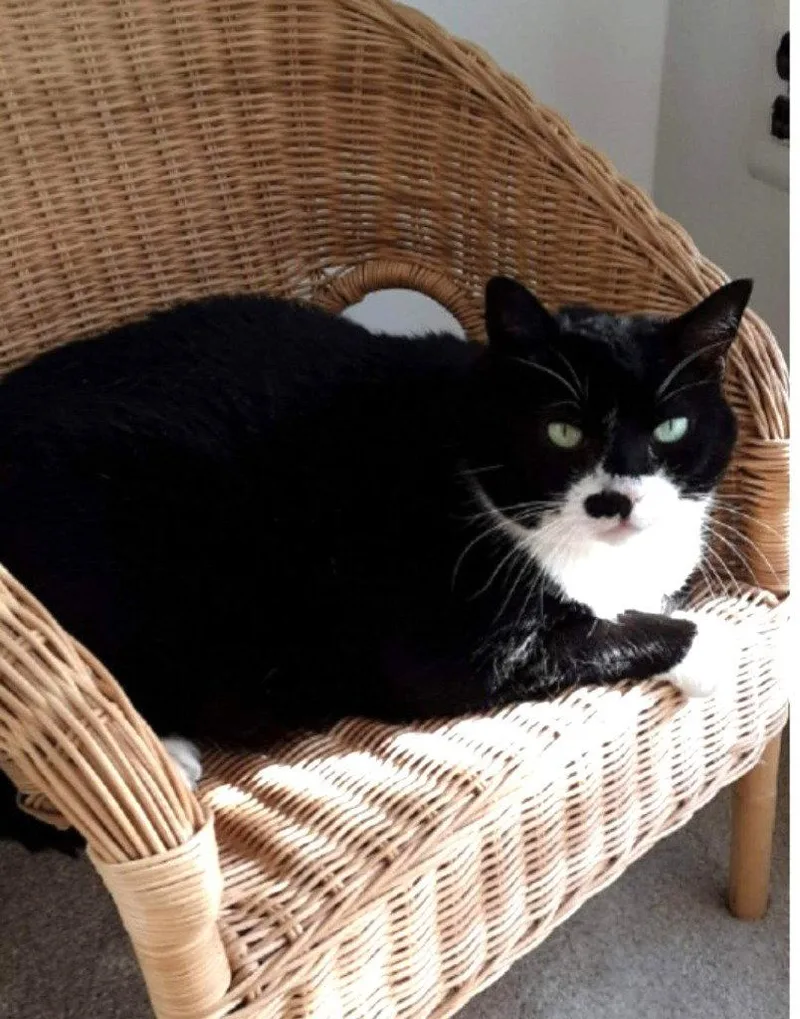 A senior large-sized female American Shorthair cat named Queenie for adoption in Sayreville, NJ