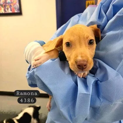 A baby small-sized female Vizsla dog named Ramona for adoption in Bowling Green, KY