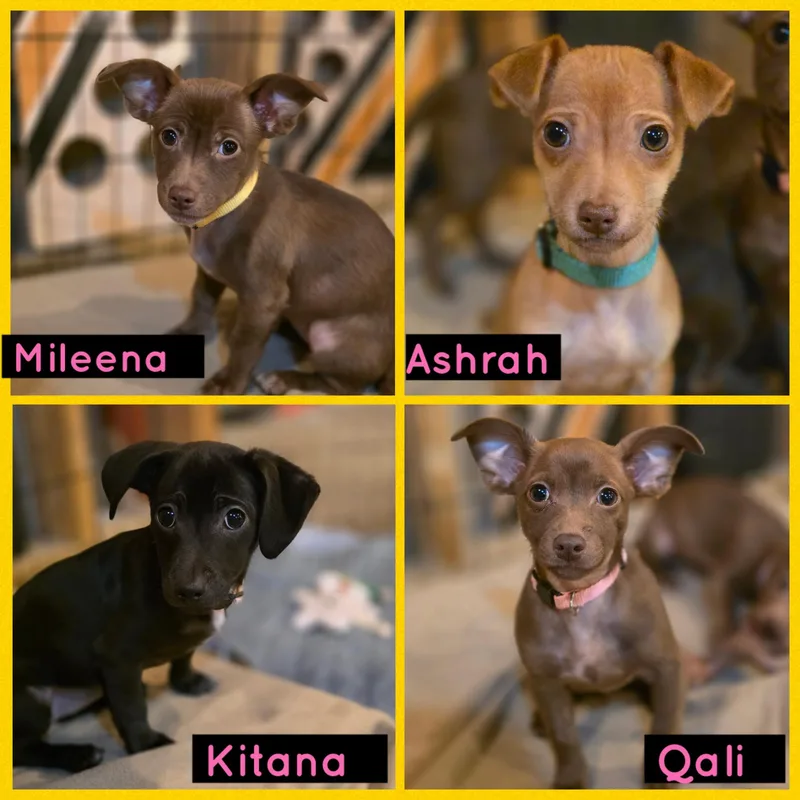 A baby small-sized female Chihuahua dog named Ashrah Qali for adoption in Richmond, VA