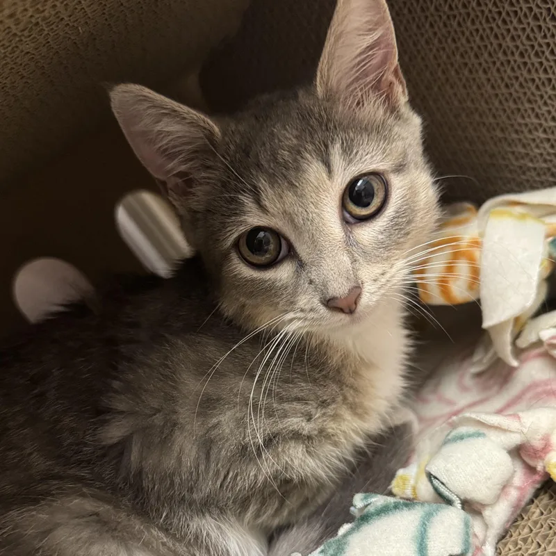 A baby medium-sized female Gray & White Domestic Short Hair cat named Roxy for adoption in Bordentown, NJ