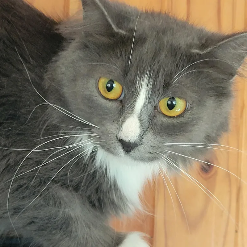A young medium-sized female Tabby (Gray / Blue / Silver) Domestic Medium Hair cat named JellyBelly for adoption in Raymond, WA