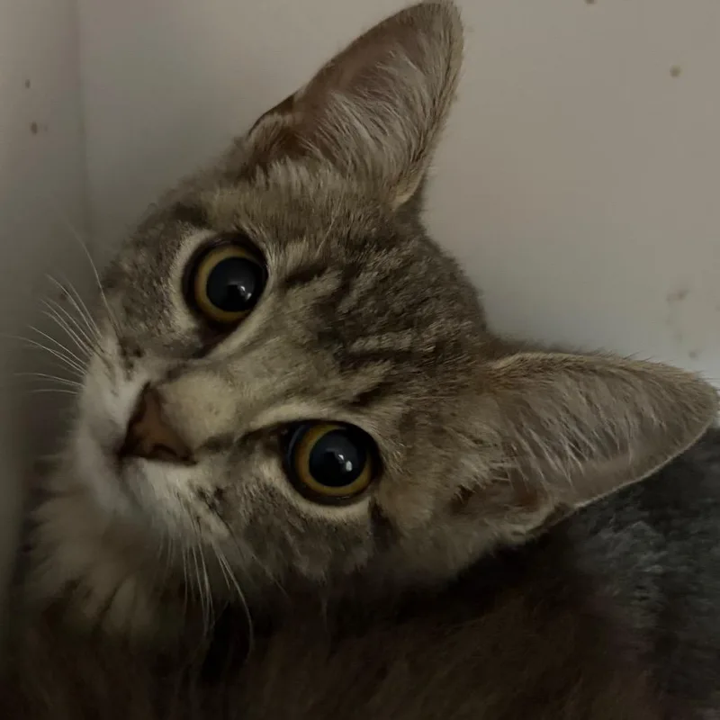 A baby small-sized female Gray / Blue / Silver Domestic Short Hair cat named Soup for adoption in Kanab, UT