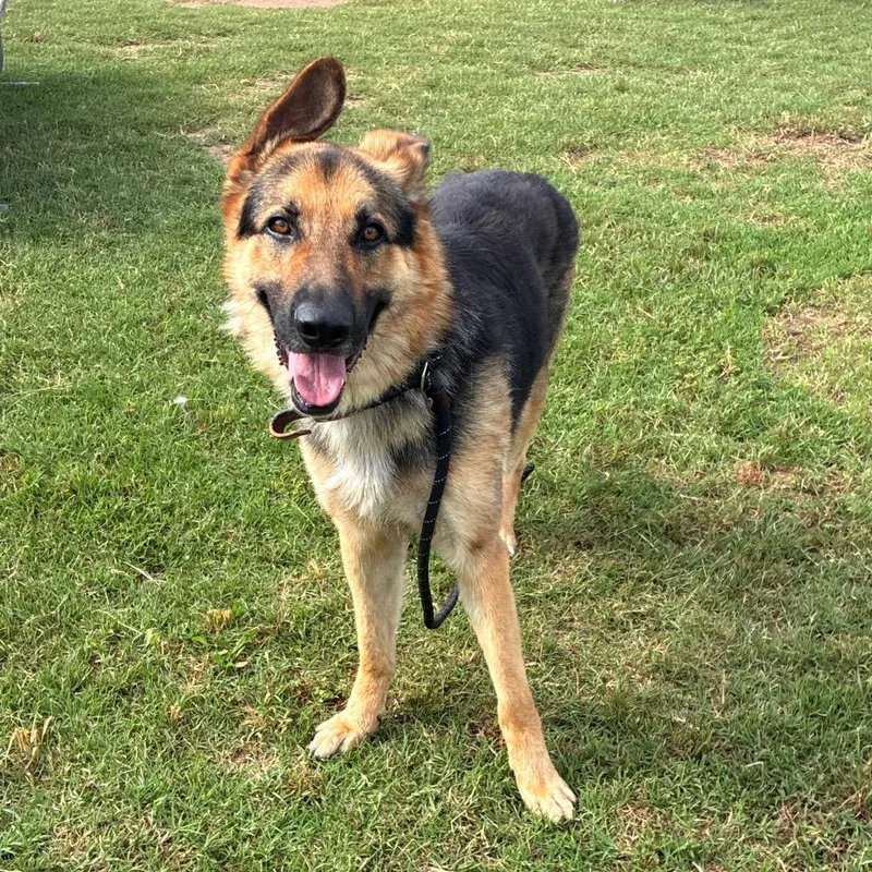An adult large-sized male Black German Shepherd Dog dog named Lean for adoption in Norman, OK