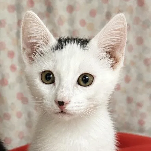 A baby small-sized male White Domestic Short Hair cat named Havarti for adoption in Bismarck, ND