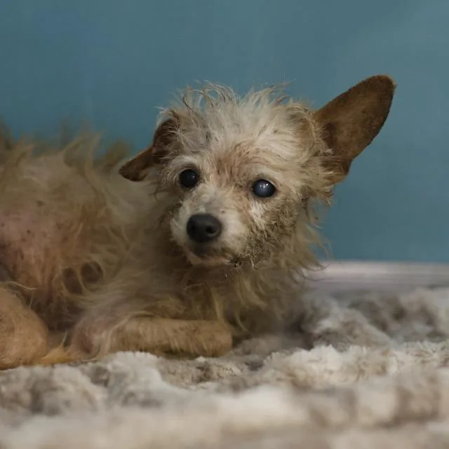 A senior small-sized female Terrier dog named Chester for adoption in San Antonio, TX