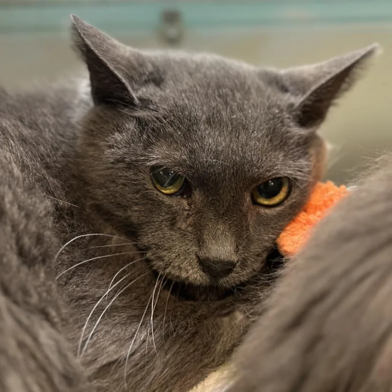 An adult medium-sized male Gray / Blue / Silver Domestic Short Hair cat named Newport for adoption in Matteson, IL